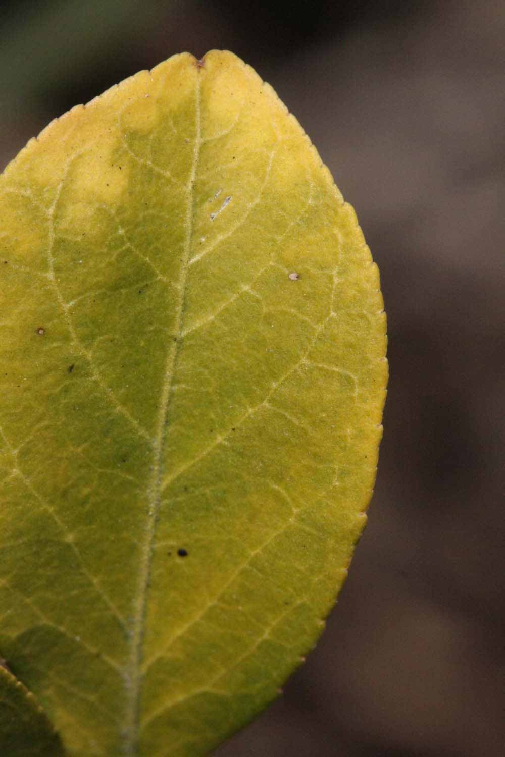              Margin (Riverside, CA)       